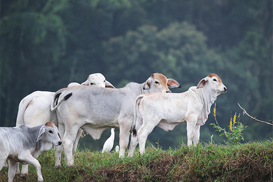 Livestock, Bloodstock and Wildlife